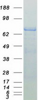 PTPN6 / SHP1 Protein - Purified recombinant protein PTPN6 was analyzed by SDS-PAGE gel and Coomassie Blue Staining