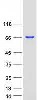 PTPN6 / SHP1 Protein - Purified recombinant protein PTPN6 was analyzed by SDS-PAGE gel and Coomassie Blue Staining