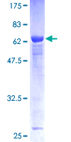 PTPN7 / HEPTP Protein - 12.5% SDS-PAGE of human PTPN7 stained with Coomassie Blue