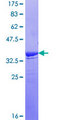 PTPN7 / HEPTP Protein - 12.5% SDS-PAGE Stained with Coomassie Blue.