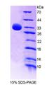PTPN7 / HEPTP Protein - Recombinant Protein Tyrosine Phosphatase, Non Receptor Type 7 (PTPN7) by SDS-PAGE