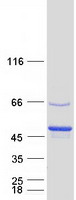PTPN7 / HEPTP Protein - Purified recombinant protein PTPN7 was analyzed by SDS-PAGE gel and Coomassie Blue Staining