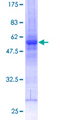 PTPN9 / MEG2 Protein - 12.5% SDS-PAGE of human PTPN9 stained with Coomassie Blue