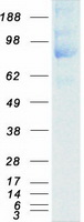 PTPRA / RPTP-Alpha Protein - Purified recombinant protein PTPRA was analyzed by SDS-PAGE gel and Coomassie Blue Staining