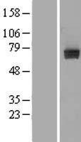 PTPRE / PTP Epsilon Protein - Western validation with an anti-DDK antibody * L: Control HEK293 lysate R: Over-expression lysate