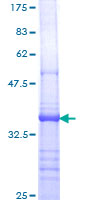 PTPRE / PTP Epsilon Protein - 12.5% SDS-PAGE Stained with Coomassie Blue.