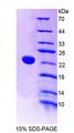 PTPRE / PTP Epsilon Protein - Recombinant Protein Tyrosine Phosphatase Receptor Type E (PTPRE) by SDS-PAGE