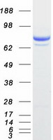 PTPRE / PTP Epsilon Protein - Purified recombinant protein PTPRE was analyzed by SDS-PAGE gel and Coomassie Blue Staining
