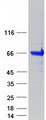 PTPRE / PTP Epsilon Protein - Purified recombinant protein PTPRE was analyzed by SDS-PAGE gel and Coomassie Blue Staining