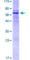 PTPRF Protein - 12.5% SDS-PAGE of human PTPRF stained with Coomassie Blue