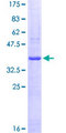 PTPRF Protein - 12.5% SDS-PAGE Stained with Coomassie Blue.