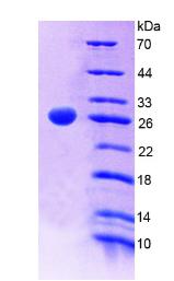PTPRF Protein - Recombinant Protein Tyrosine Phosphatase Receptor Type F By SDS-PAGE