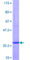PTPRG / RPTR-Gamma Protein - 12.5% SDS-PAGE of human PTPRG stained with Coomassie Blue