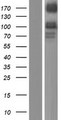 PTPRM / PTP Mu Protein - Western validation with an anti-DDK antibody * L: Control HEK293 lysate R: Over-expression lysate