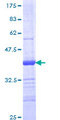 PTPRM / PTP Mu Protein - 12.5% SDS-PAGE Stained with Coomassie Blue.
