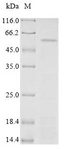PTPRN / IA-2 Protein - (Tris-Glycine gel) Discontinuous SDS-PAGE (reduced) with 5% enrichment gel and 15% separation gel.