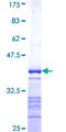 PTPRN / IA-2 Protein - 12.5% SDS-PAGE Stained with Coomassie Blue.