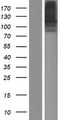 PTPRN2 / Phogrin Protein - Western validation with an anti-DDK antibody * L: Control HEK293 lysate R: Over-expression lysate