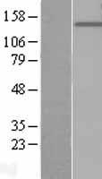 PTPRO Protein - Western validation with an anti-DDK antibody * L: Control HEK293 lysate R: Over-expression lysate