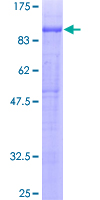 PTPRO Protein - 12.5% SDS-PAGE of human PTPRO stained with Coomassie Blue