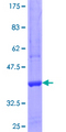 PTPRO Protein - 12.5% SDS-PAGE Stained with Coomassie Blue