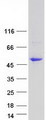 PTPRO Protein - Purified recombinant protein PTPRO was analyzed by SDS-PAGE gel and Coomassie Blue Staining