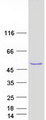 PTPRO Protein - Purified recombinant protein PTPRO was analyzed by SDS-PAGE gel and Coomassie Blue Staining