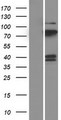 PTPRR Protein - Western validation with an anti-DDK antibody * L: Control HEK293 lysate R: Over-expression lysate