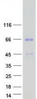 PTPRR Protein - Purified recombinant protein PTPRR was analyzed by SDS-PAGE gel and Coomassie Blue Staining
