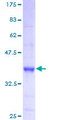 PTPRS Protein - 12.5% SDS-PAGE of human PTPRS stained with Coomassie Blue