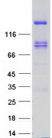 PTPRS Protein - Purified recombinant protein PTPRS was analyzed by SDS-PAGE gel and Coomassie Blue Staining