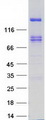 PTPRS Protein - Purified recombinant protein PTPRS was analyzed by SDS-PAGE gel and Coomassie Blue Staining