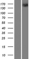 PTPRT Protein - Western validation with an anti-DDK antibody * L: Control HEK293 lysate R: Over-expression lysate