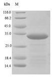 PTPRZ1 / Phosphacan Protein - (Tris-Glycine gel) Discontinuous SDS-PAGE (reduced) with 5% enrichment gel and 15% separation gel.