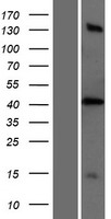 PTRF / CAVIN Protein - Western validation with an anti-DDK antibody * L: Control HEK293 lysate R: Over-expression lysate