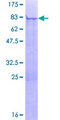 PTRF / CAVIN Protein - 12.5% SDS-PAGE of human PTRF stained with Coomassie Blue