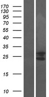 PTRH1 Protein - Western validation with an anti-DDK antibody * L: Control HEK293 lysate R: Over-expression lysate