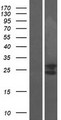 PTRH1 Protein - Western validation with an anti-DDK antibody * L: Control HEK293 lysate R: Over-expression lysate