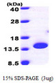 PTRH2 / BIT1 Protein