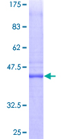 PTTG1IP / PBF Protein - 12.5% SDS-PAGE of human PTTG1IP stained with Coomassie Blue