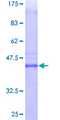 PTTG1IP / PBF Protein - 12.5% SDS-PAGE of human PTTG1IP stained with Coomassie Blue