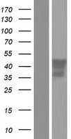 PTX3 / Pentraxin 3 Protein - Western validation with an anti-DDK antibody * L: Control HEK293 lysate R: Over-expression lysate