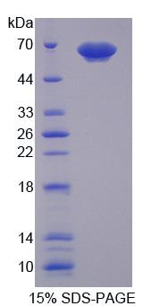 PUF60 Protein - Recombinant Poly U Binding Splicing Factor 60kDa (PUF60) by SDS-PAGE