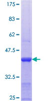 PUF60 Protein - 12.5% SDS-PAGE Stained with Coomassie Blue.