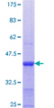 PUF60 Protein - 12.5% SDS-PAGE Stained with Coomassie Blue.