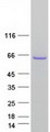 PUF60 Protein - Purified recombinant protein PUF60 was analyzed by SDS-PAGE gel and Coomassie Blue Staining
