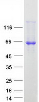 PUF60 Protein - Purified recombinant protein PUF60 was analyzed by SDS-PAGE gel and Coomassie Blue Staining