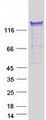 PUM1 Protein - Purified recombinant protein PUM1 was analyzed by SDS-PAGE gel and Coomassie Blue Staining