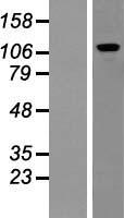 PUM2 Protein - Western validation with an anti-DDK antibody * L: Control HEK293 lysate R: Over-expression lysate