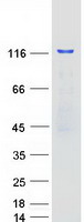 PUM2 Protein - Purified recombinant protein PUM2 was analyzed by SDS-PAGE gel and Coomassie Blue Staining